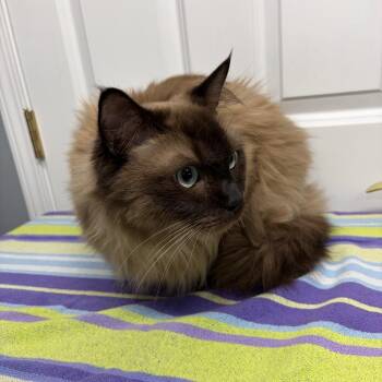 Jax -  Ragdoll Cat for Adoption in Granville, Ohio - Jax | PetCurious