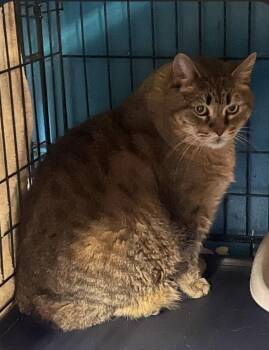 American Bobtail and Extra Toes Cat Hemingway Polydactyl Cats Available for Adoption in Billings, Montana - Mulligan | PetCurious