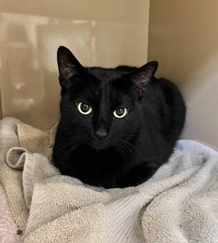 Midnight -  Domestic Short Hair Cat for Adoption in Arlington, Washington - Midnight | PetCurious