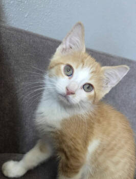 Rescue Domestic Short Hair and Tabby Cats for Adoption in Skyline, Minnesota - Jack-O-Lantern | PetCurious