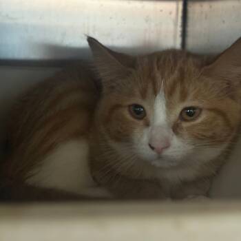 Rescue Domestic Short Hair Cats for Adoption in Glenwood, Minnesota - Ginger | PetCurious