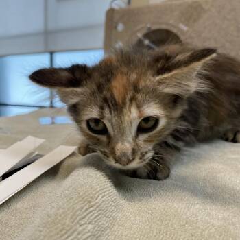Pua -  Domestic Short Hair Cat for Adoption in Pasadena, California - Pua | PetCurious