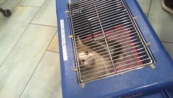 Domestic Short Hair Cats Available for Adoption - ROSIE POSIE | PetCurious