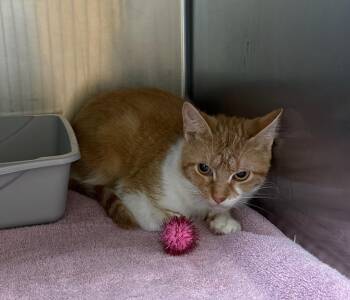 Reggae -  Domestic Short Hair Cat for Adoption in La Porte, Indiana - Reggae | PetCurious