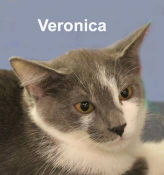 Veronica (and Ulysses) Fuhr. (sweet sister and brother) -  Domestic Short Hair Cat for Adoption in Stowe, Pennsylvania - Veronica (and Ulysses) Fuhr. (sweet Sister And Brother) | PetCurious