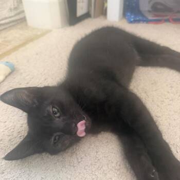 Onyx -  Domestic Short Hair Cat for Adoption in Pleasanton, California - Onyx | PetCurious