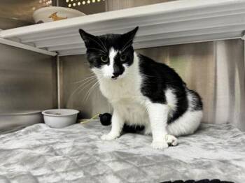 Benji -  Domestic Short Hair Cat for Adoption in Brunswick, Georgia - Benji | PetCurious