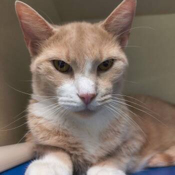 Sweeney -  Domestic Short Hair Cat for Adoption in Saint Marys, Pennsylvania - Sweeney | PetCurious