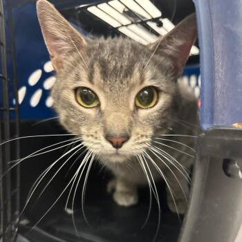 Domestic Short Hair Cats Available for Adoption in Manhattan, Kansas - Violet | PetCurious