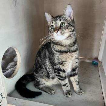 Domestic Short Hair Cats Available for Adoption - Chocolate Monte Cristo | PetCurious