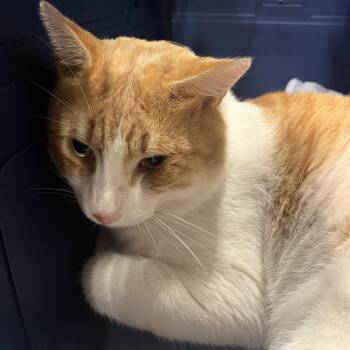 Sunny -  Domestic Short Hair Cat for Adoption in Chattanooga, Tennessee - Sunny | PetCurious