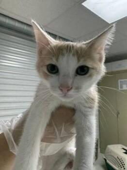 Domestic Short Hair Cats Available for Adoption in San Antonio, Texas - Jessica | PetCurious