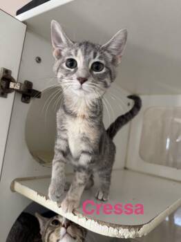 Rescue American Shorthair Cats for Adoption in Breese, Illinois - Junie | PetCurious