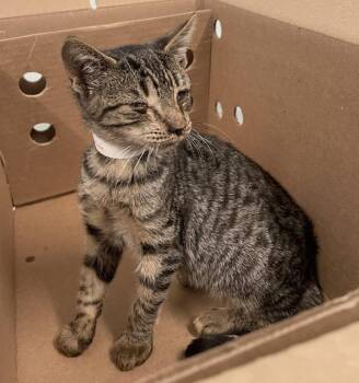 Potatoes & Molasses -  Domestic Short Hair Cat for Adoption - Potatoes & Molasses | PetCurious