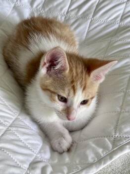 Ragnar -  Domestic Short Hair Cat for Adoption in Ferndale, Michigan - Ragnar | PetCurious