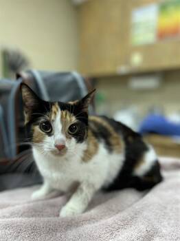 Domestic Short Hair Cats Available for Adoption - STRAWBERRY SHORTCAKE | PetCurious