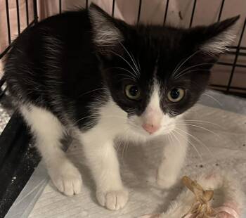 Barbara -  Domestic Short Hair Cat for Adoption in Webster City, Iowa - Barbara | PetCurious