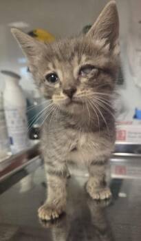 Leela -  Domestic Short Hair Cat for Adoption in Fresno, California - Leela | PetCurious