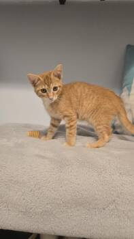 Domestic Short Hair Cats Available for Adoption - Biscotti | PetCurious