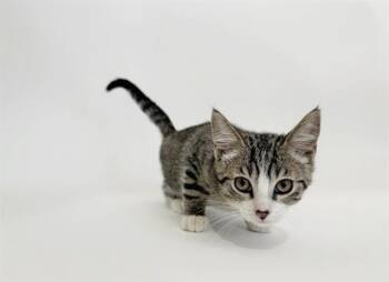 Domestic Short Hair Cats Available for Adoption in Brentwood, Missouri - HONEYDEW | PetCurious