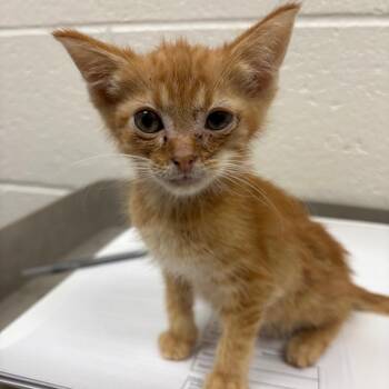 Spruce -  Domestic Short Hair Cat for Adoption in Walker, Michigan - Spruce | PetCurious