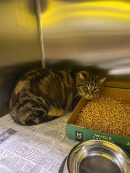 Smokey -  Domestic Short Hair Cat for Adoption in Jackson, Tennessee - Smokey | PetCurious