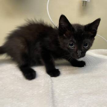 Bugs -  Domestic Short Hair Cat for Adoption in Pasadena, California - Bugs | PetCurious