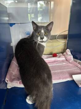 Domestic Short Hair Cats Available for Adoption in Westminster, Maryland - MOCHI | PetCurious