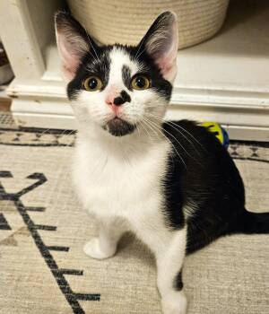 Rescue Domestic Short Hair Cats for Adoption - Peggy | PetCurious