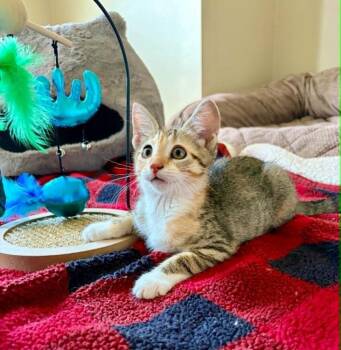 Kiwi MT -  Domestic Short Hair Cat for Adoption in Greenville, South Carolina - Kiwi MT | PetCurious
