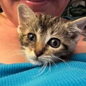 Ione -  Domestic Short Hair Cat for Adoption in Johnstown, Pennsylvania - Ione | PetCurious