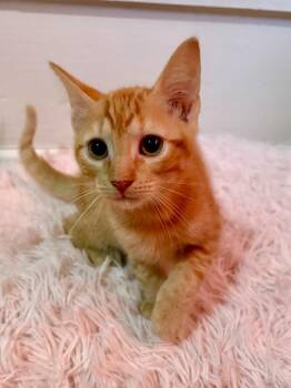 Risk -  Tabby Cat for Adoption in Nacogdoches, Texas - Risk | PetCurious
