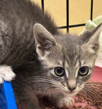 Rescue Domestic Short Hair Cats for Adoption in Ellijay, Georgia - Froggy | PetCurious