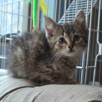 Indigo C11173 -  Domestic Short Hair Cat for Adoption - Indigo C11173 | PetCurious