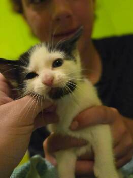 Killian -  Domestic Short Hair Cat for Adoption in Cloquet, Minnesota - Killian | PetCurious