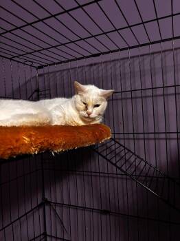 American Shorthair Cats Available for Adoption in Hagaman, New York - KANEVVLUK | PetCurious