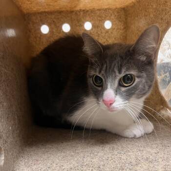 Domestic Short Hair Cats Available for Adoption - Ciara | PetCurious