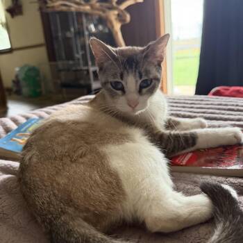Sally -  Domestic Short Hair Cat for Adoption in Greenwood, Indiana - Sally | PetCurious