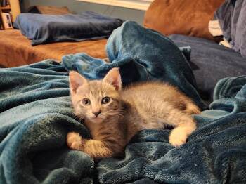 Gerbil (Dimitri) -  Tabby Cat for Adoption in Chicago, Illinois - Gerbil (Dimitri) | PetCurious