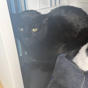 Domestic Short Hair Cats Available for Adoption in Hudson, New York - Gangster OG | PetCurious