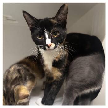 Sylvia -  Domestic Short Hair Cat for Adoption in Dearborn, Michigan - Sylvia | PetCurious