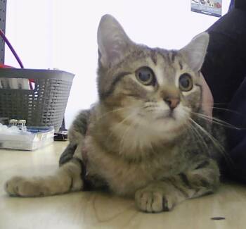 Domestic Short Hair Cats Available for Adoption - Montgomery | PetCurious