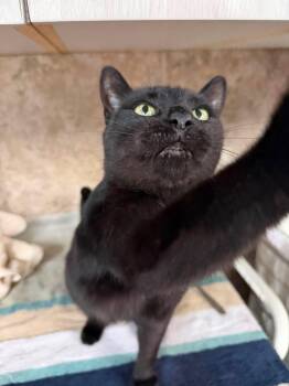 Ducky -  American Shorthair Cat for Adoption in St. George, Utah - Ducky | PetCurious