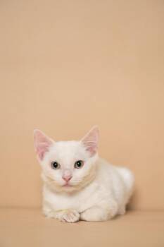 Rescue Domestic Short Hair Cats for Adoption in Sunrise, Florida - Confetti | PetCurious