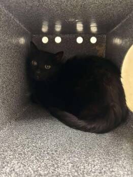 Rescue Domestic Short Hair Cats for Adoption in Fruit Heights, Utah - Eclipse | PetCurious