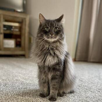 Domestic Long Hair and Maine Coon Cats Available for Adoption in Eaton Rapids, Michigan - Chewbacca 56107 | PetCurious