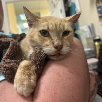 Domestic Short Hair Cats Available for Adoption in Titusville, Florida - Squanchy | PetCurious