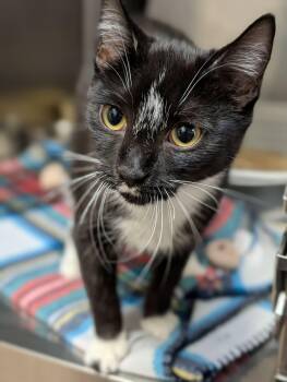 Domestic Short Hair Cats Available for Adoption - Double Stuffed Oreo | PetCurious