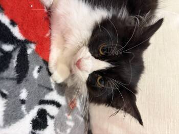 Garnet -  Domestic Medium Hair and Tuxedo Cat for Adoption in North Haledon, New Jersey - Garnet | PetCurious