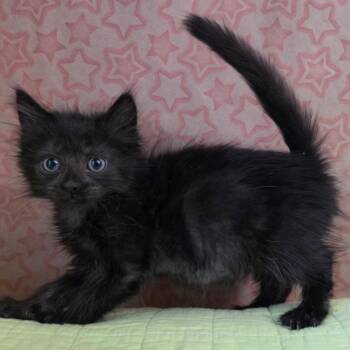 Hey, Jude! -  Domestic Short Hair Cat for Adoption in Fredericksburg, Virginia - Hey, Jude! | PetCurious